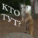 ������ ��� ����